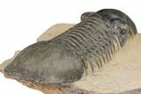 Detailed Paralejurus Trilobite - Atchana, Morocco #204246-5